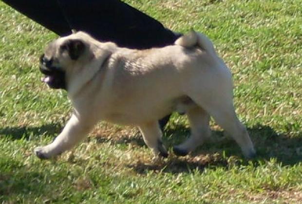 Pug