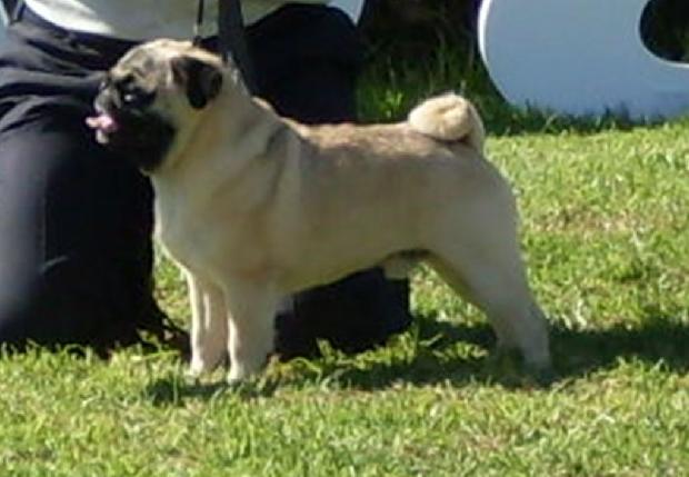 Pug