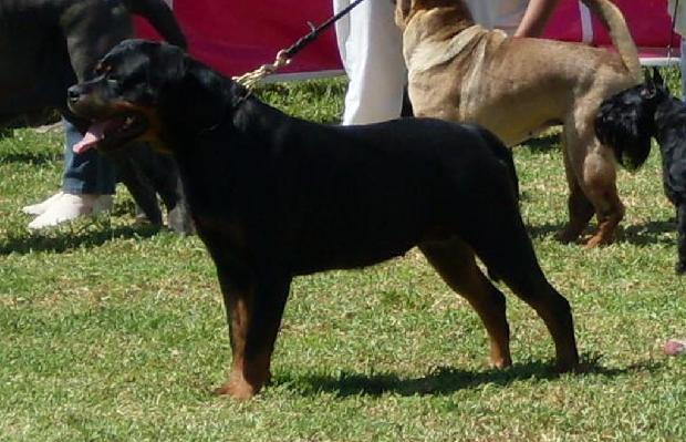 Rottweiler
