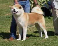 Criadores de cães Akita Inu