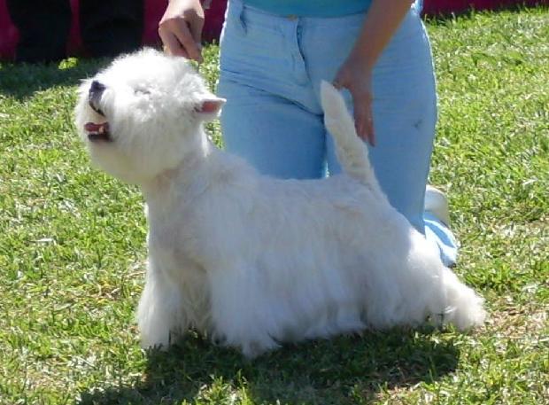 West Highland White Terrier