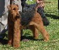 Airedale Terrier