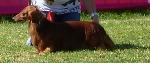 Cães