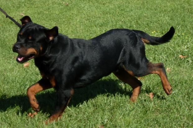 Rottweiler