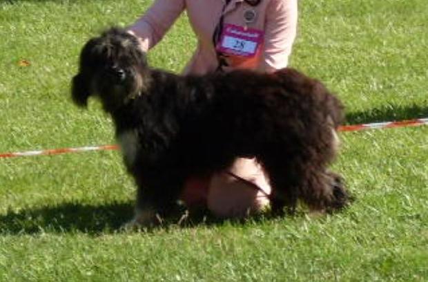 Cão da Serra de Aires