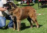 Cães