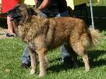 Cães