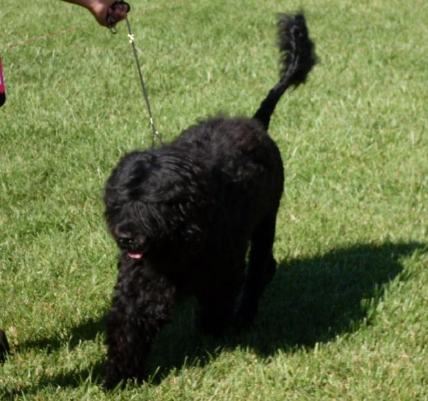 Cão de Água Português