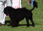 Cães