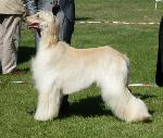 Cães