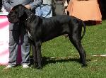 Cães