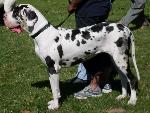 Cães