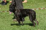 Cães