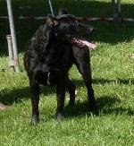 Cães
