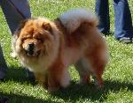 Cães