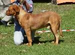 Cães