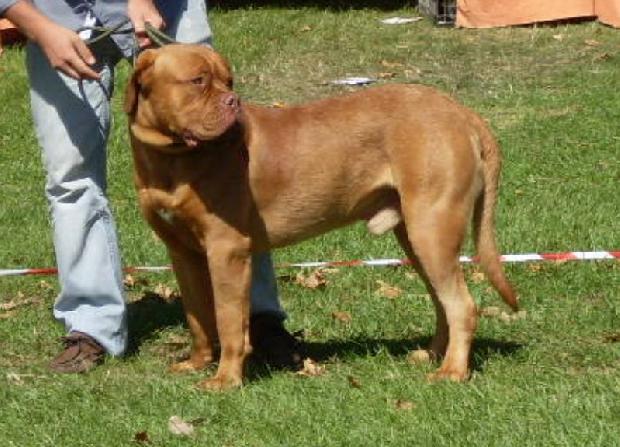 Dogue de Bordéus