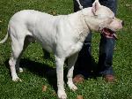 Cães