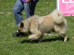 Cães