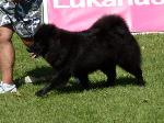 Cães