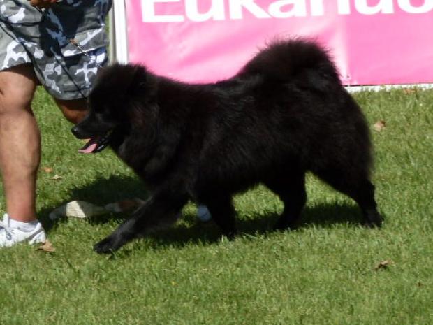 Eurasier