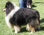 Cães