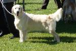 Cães