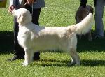 Cães