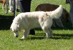 Cães