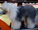 Cães
