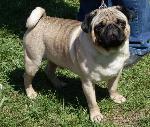 Cães