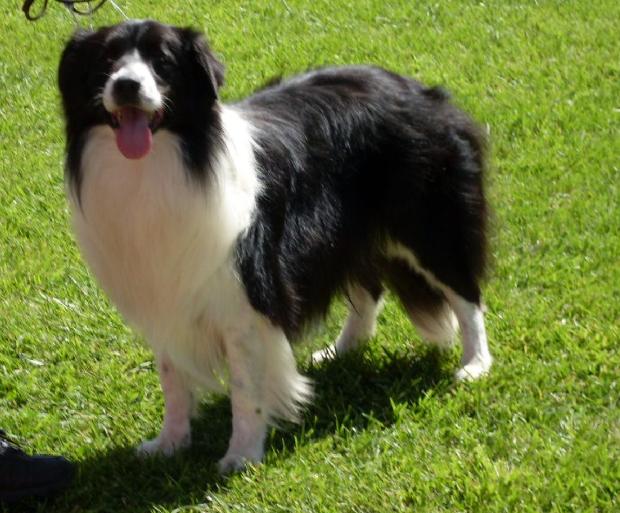 Border Collie