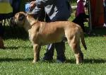 Cães