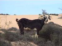 Cabras nas Desertas
