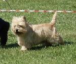 Cães