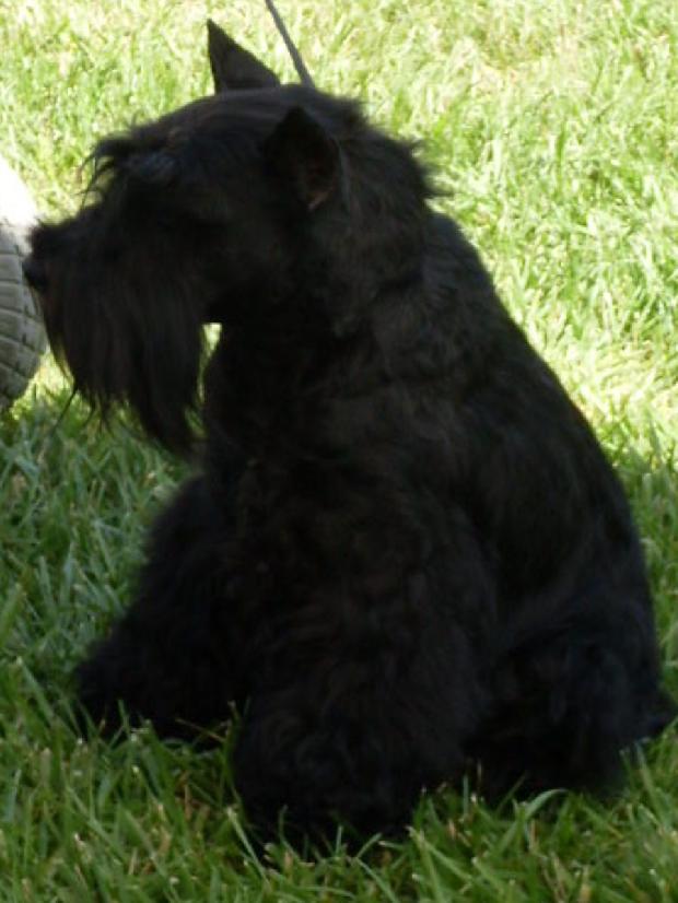 Scottish Terrier