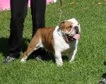 Cães