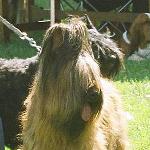 Cães