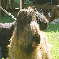 Criadores de cães Pastor de Brie