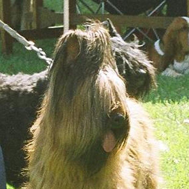Pastor de Brie