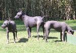 Cães