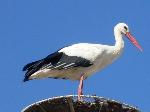 Aves