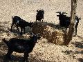 Cabras