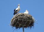 Aves
