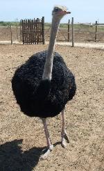 Aves