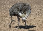 Aves