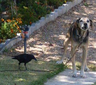 O cão e o corvo