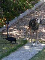 Cães