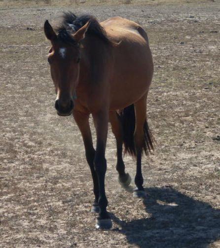 Cavalo