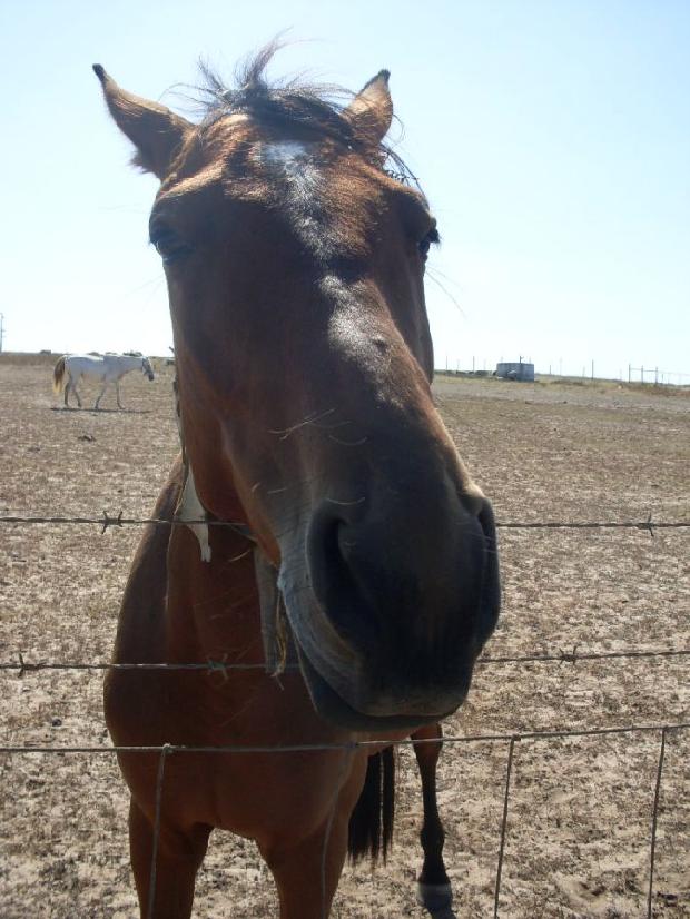 Cavalo